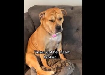 Internet pours in love for this heartbroken dog who missed out on pets