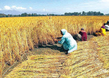 Land reforms fuel development in Kashmir, revamping agriculture and allied sectors
