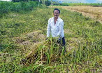 Crop losses due to unseasonal rain may keep food prices elevated: Report