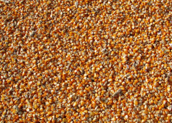 Seen certification system: Jammu and Kashmir administration launches Sathi