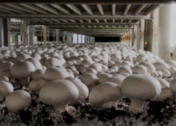 J&K | Udhampur Farmers Yield Over 3,000 Quintals Of Mushrooms, Earn Rs 6 Cr In Revenue