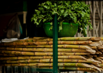 Govt Issues Revised Order To Allow Use Of Sugarcane Juice For Making Ethanol In 2023-24.