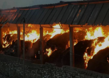 21 animals burnt alive as cattle shed gutted in fire